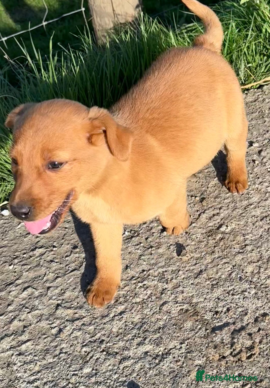 Labrador Retriever dogs for sale: 🧡Fabulous Chunky Boy🧡 - Image 6