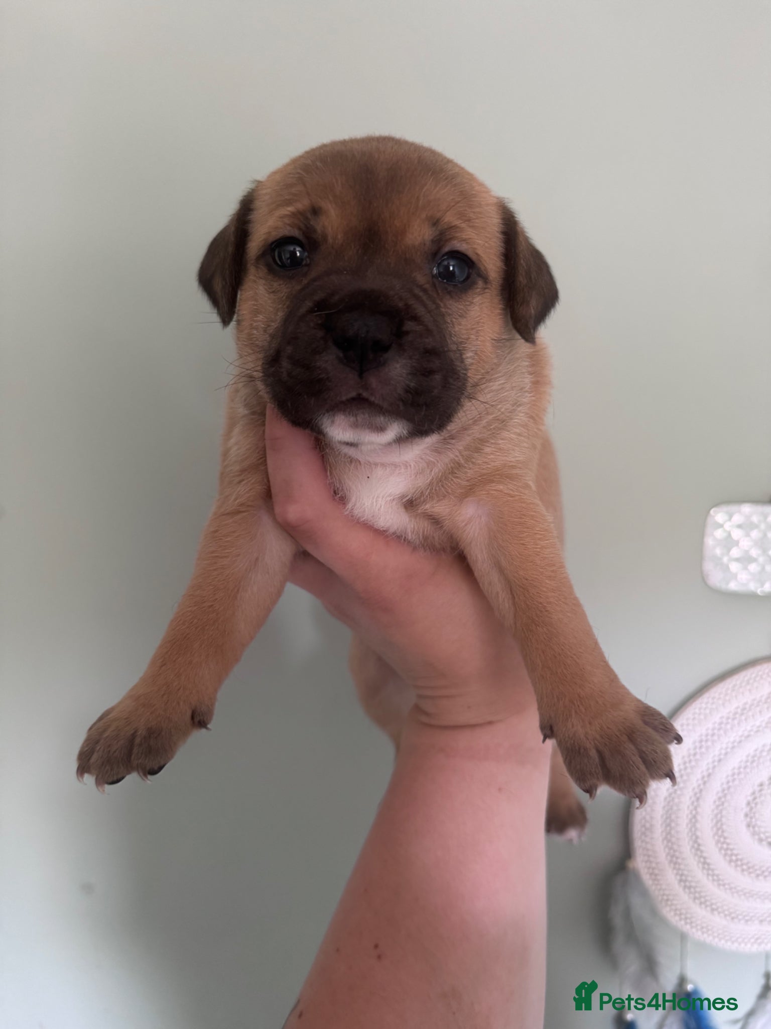 Staffordshire Bull Terrier dogs KC Staffordshire Bull Terrier - Advert 6