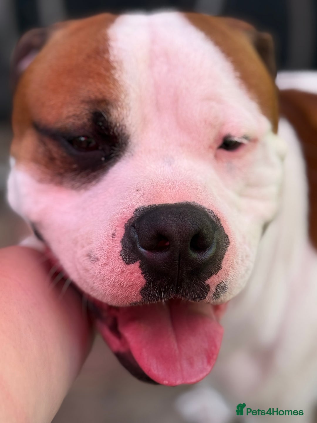 American Bull Staffy dogs for stud: Looking to stud - Image 11