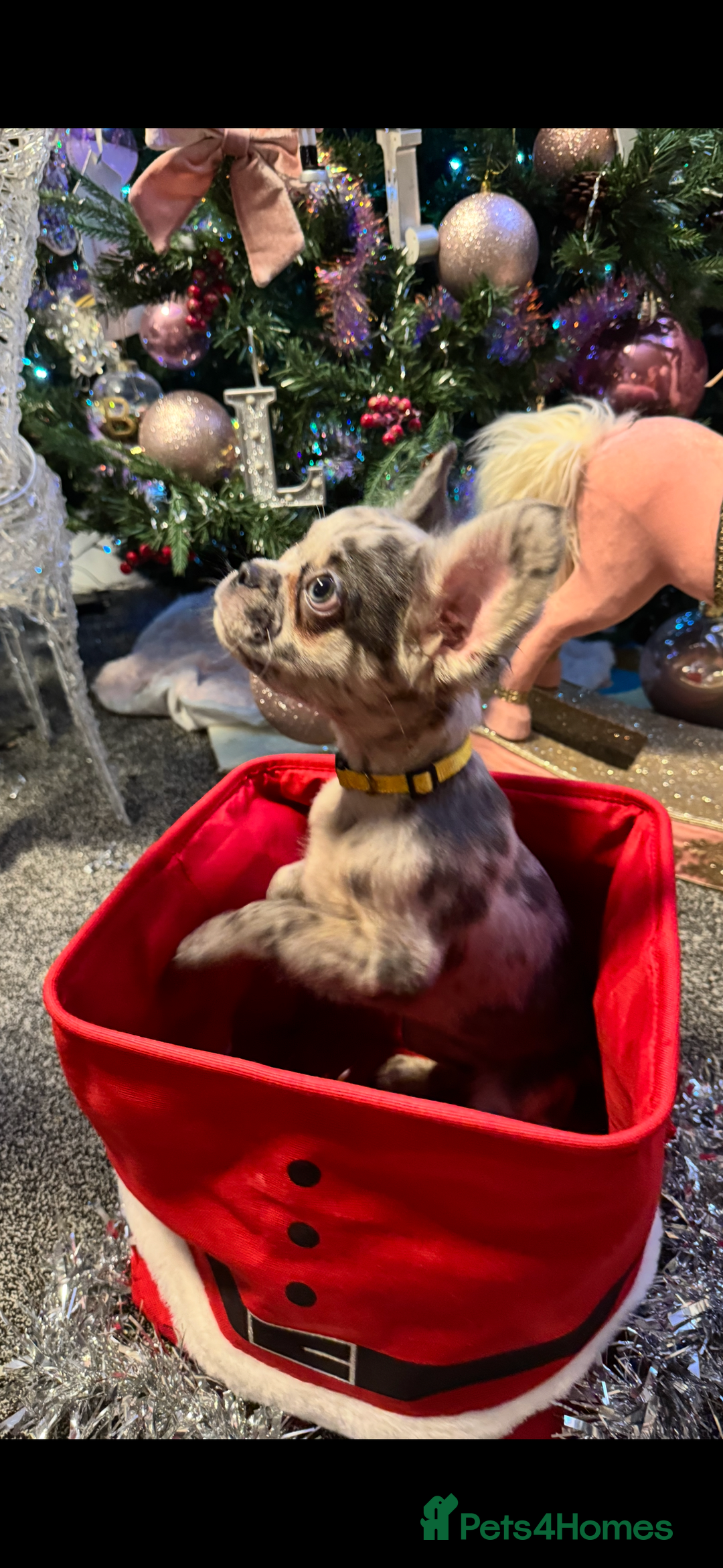 French Bulldog dogs for sale: KC registered! Fluffy frenchies PRICE DROPPED  - Advert 2