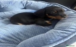 Chihuahua dogs for sale: Miniature dashshund Only 8 weeks old - Image 10