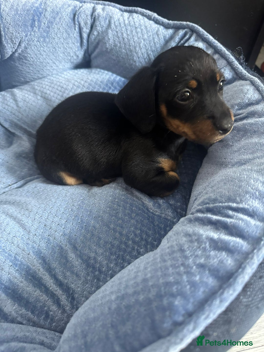 Chihuahua dogs for sale: Miniature dashshund Only 8 weeks old - Image 10