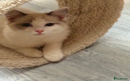 Ragdoll cats for sale: 💙🩷GCCF RAGDOLL KITTENS M&F 14WKS AWARD WINS 🥇 - Image 28