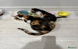 Mixed Breed cats for sale: 2 Babies Left! Waiting For Their Forever Home - Image 9