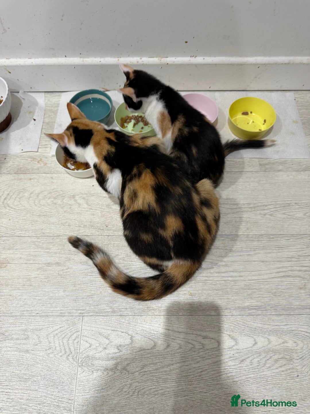 Mixed Breed cats for sale: 2 Babies Left! Waiting For Their Forever Home - Image 9