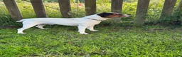 Jack Russell dogs for sale: Tess & jacks puppies - Advert 3