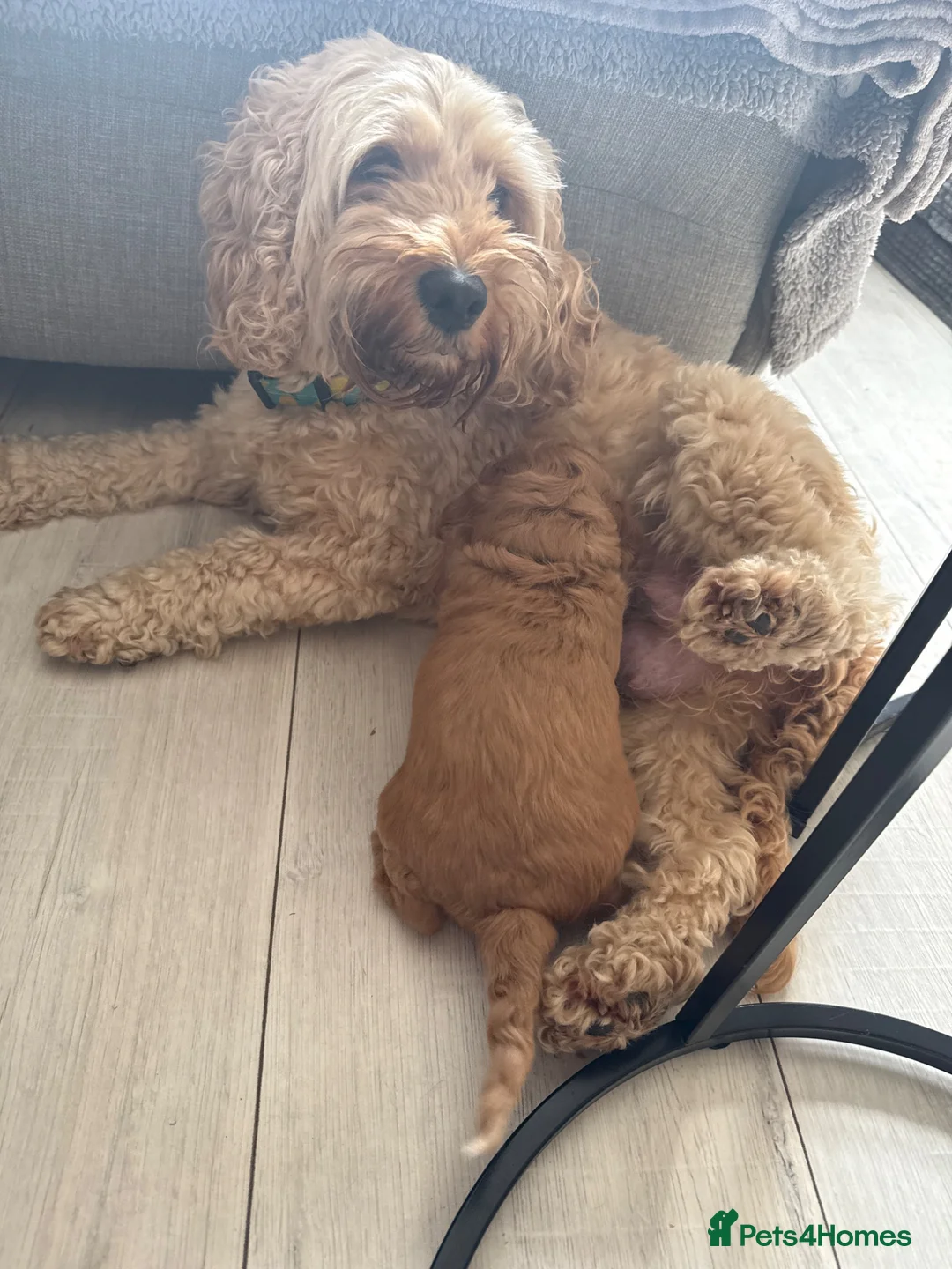 Cockapoo dogs for sale: Beautiful Cockapoo Puppies - Advert 1