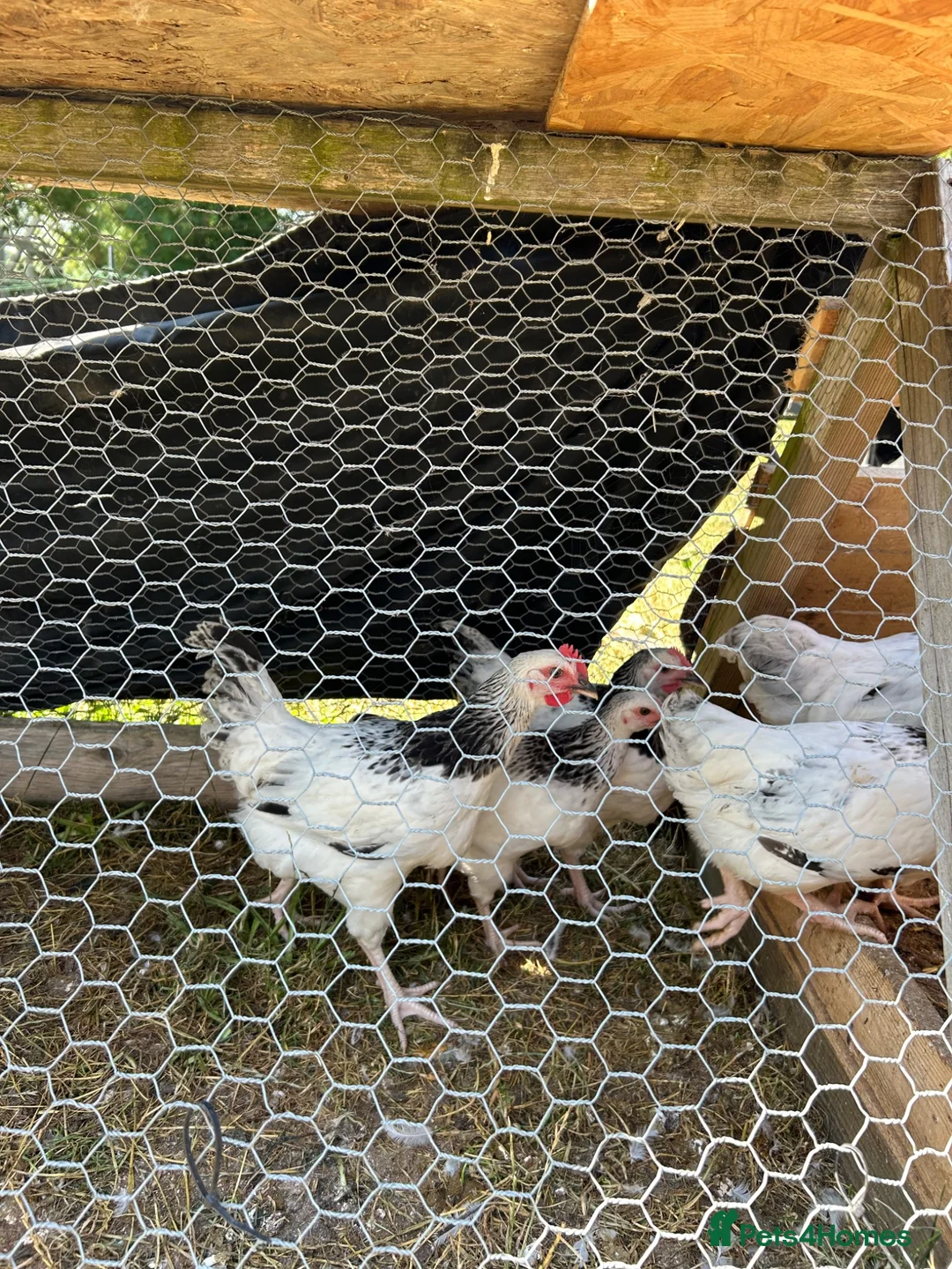 Chickens poultry for sale: LIGHT SUSSEX  in Yeovil - Advert 2