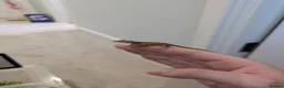 Gecko reptiles for sale: Lily White Phantom Crested Geckos  in Hook - Advert 2