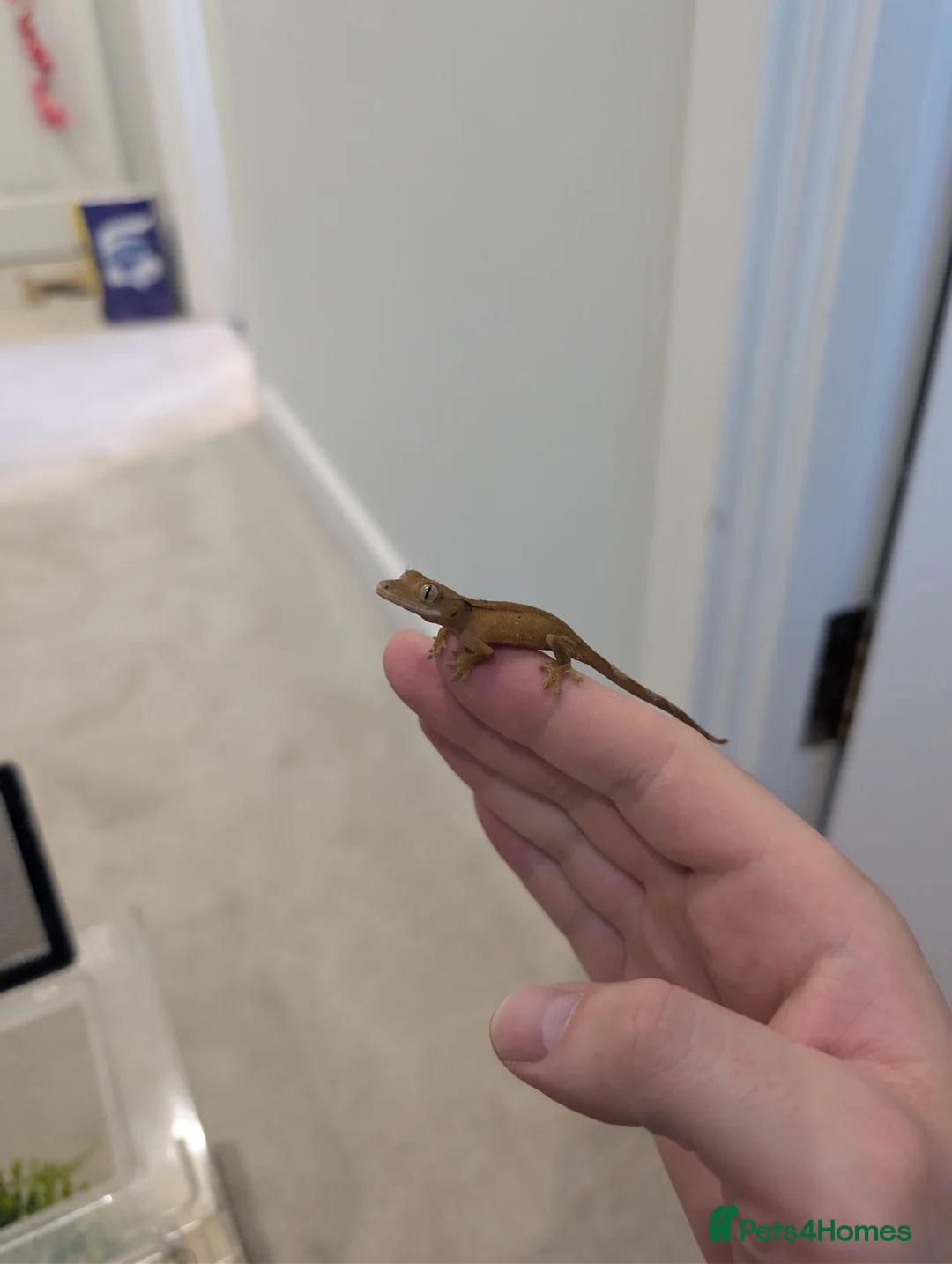 Gecko reptiles for sale: Lily White Phantom Crested Geckos  in Hook - Advert 2