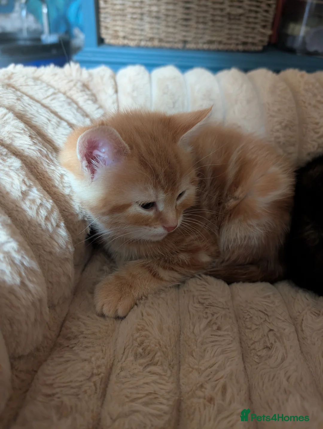 Mixed Breed cats for sale: Beautiful happy healthy kittens available  in Sittingbourne - Advert 2