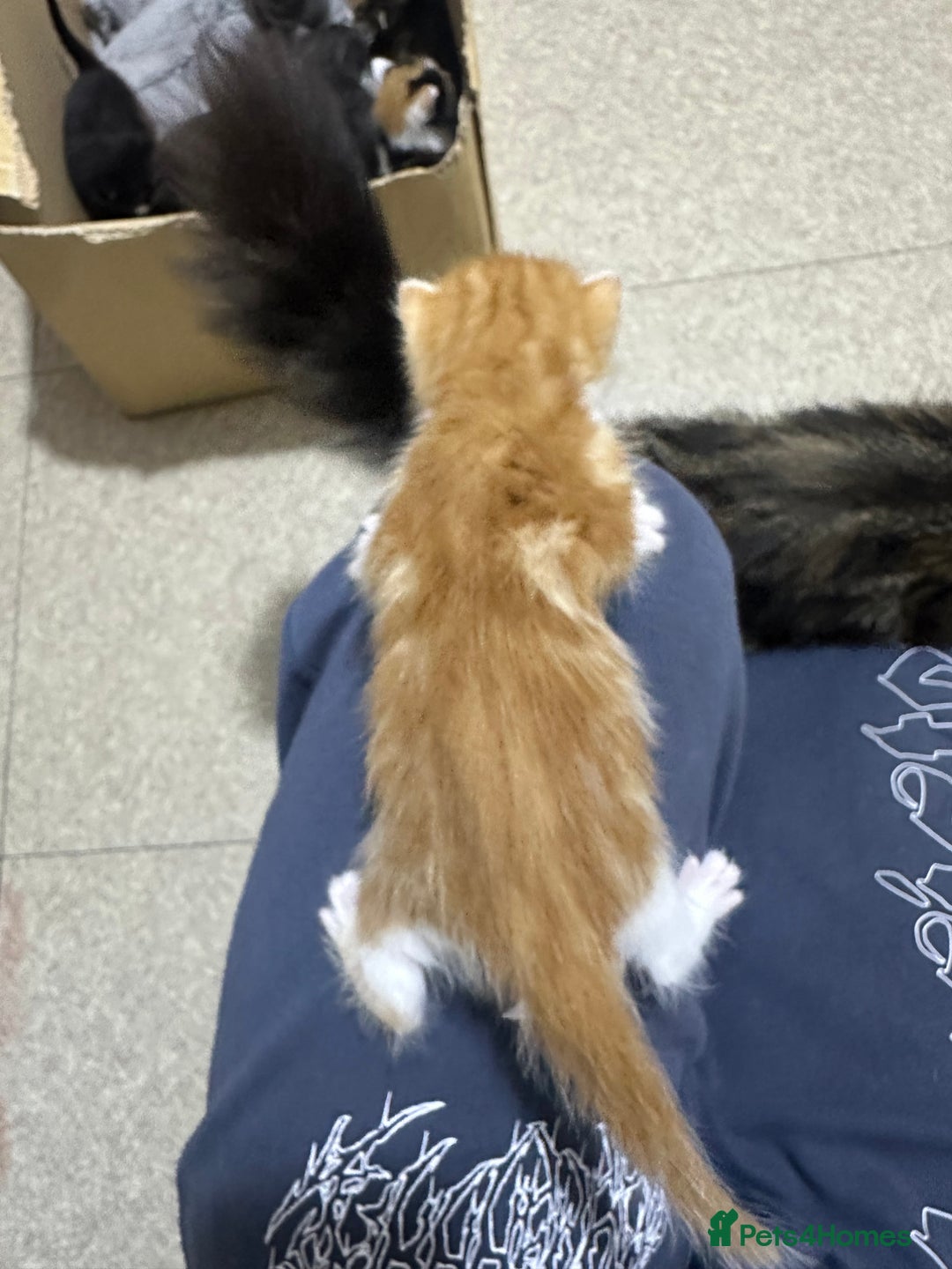 Norwegian Forest Cat cats for sale: Kittens for sale  - Advert 8