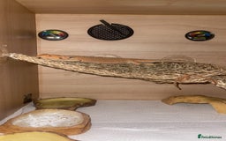 Bearded Dragon reptiles for sale: Boy Bearded Dragon  - Advert 1