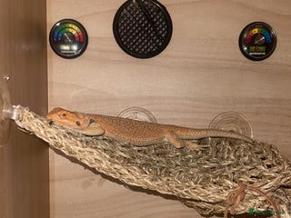 Bearded Dragon reptiles Boy Bearded Dragon - Advert 1