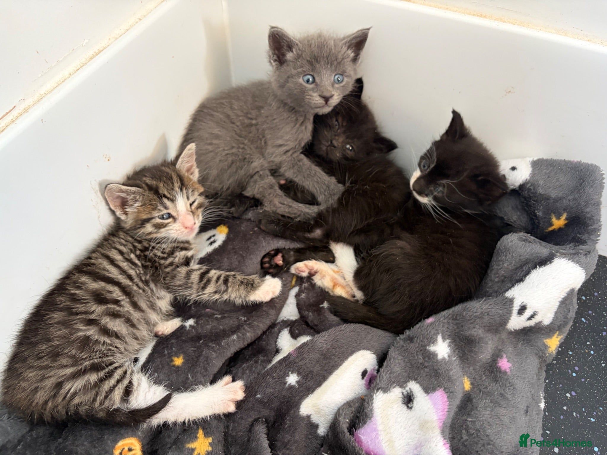 Mixed Breed cats Siamese cross kittens - Advert 2