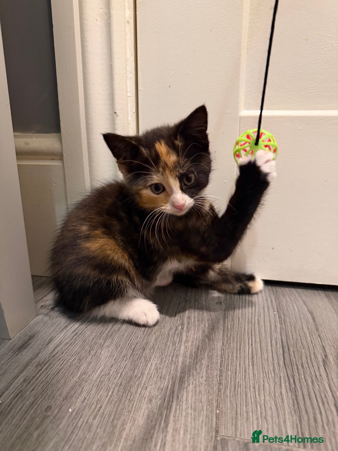 Mixed Breed cats for sale: 5 kittens for sale - Advert 24