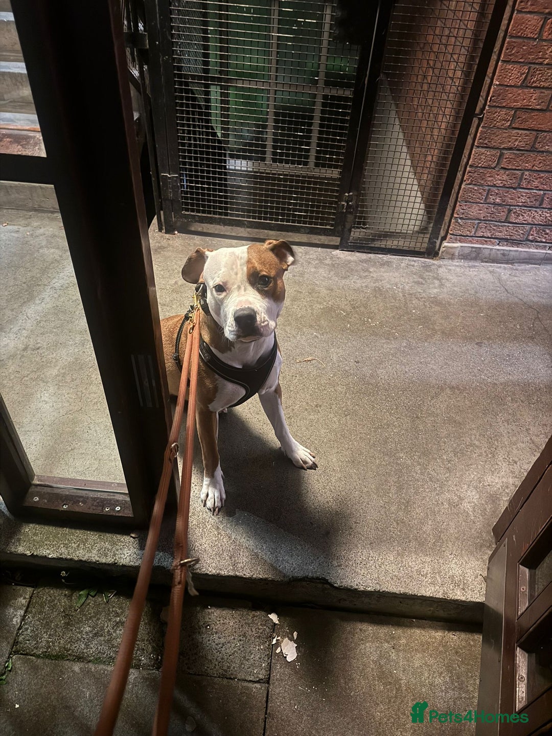 Mixed Breed dogs for sale: Beautiful 2yr Old Staffy Cross Girl - Image 6