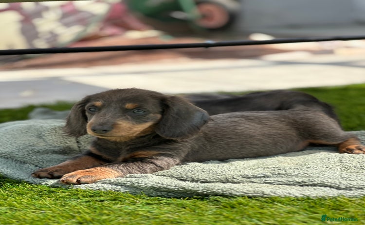 Miniature Dachshund dogs - Advert 9