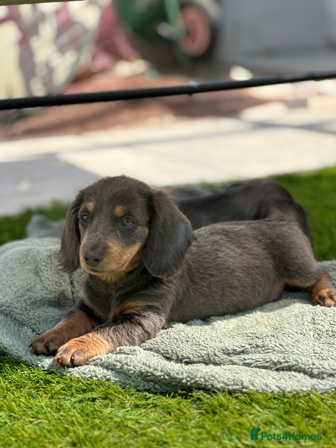 Miniature Dachshund dogs for sale: READY NOW 🤍MINIATURE LONG HAIR DACHSHUNDS  - Image 1