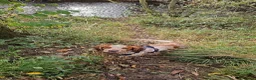 Sprocker dogs for stud: Teddy  - Advert 8