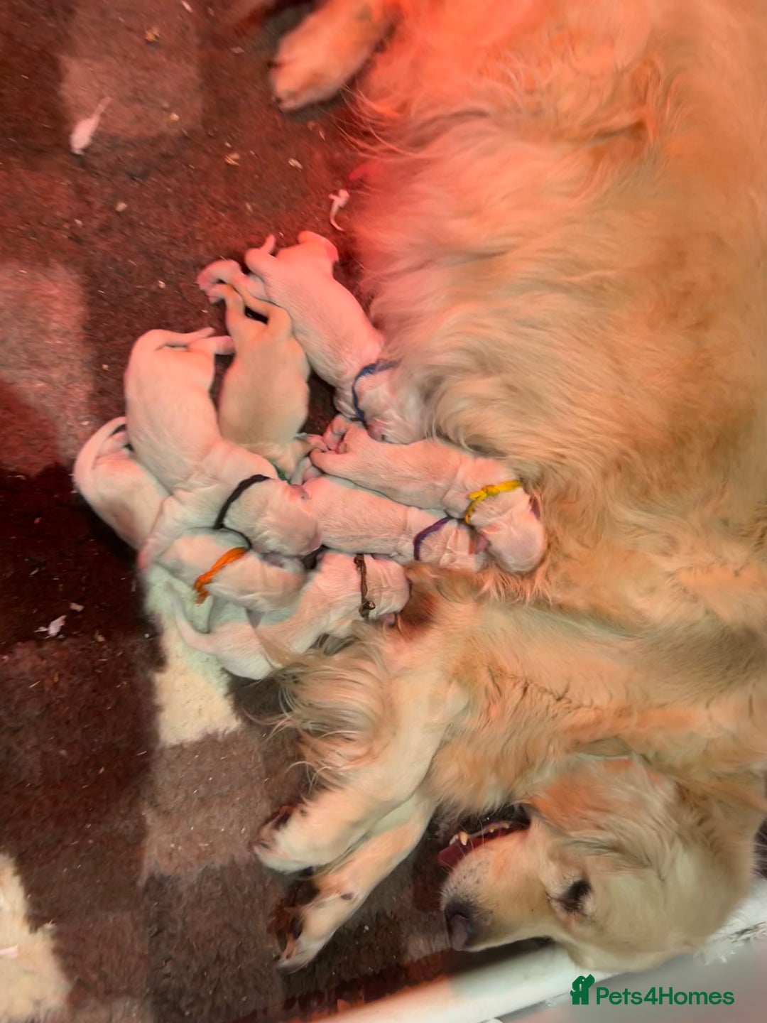 Golden Retriever dogs for sale: KC REG CREAM PUPS HEALTH TESTED PARENTS  - Advert 12