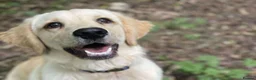 Golden Retriever dogs for stud: Available for stud from January  in Salisbury - Advert 5