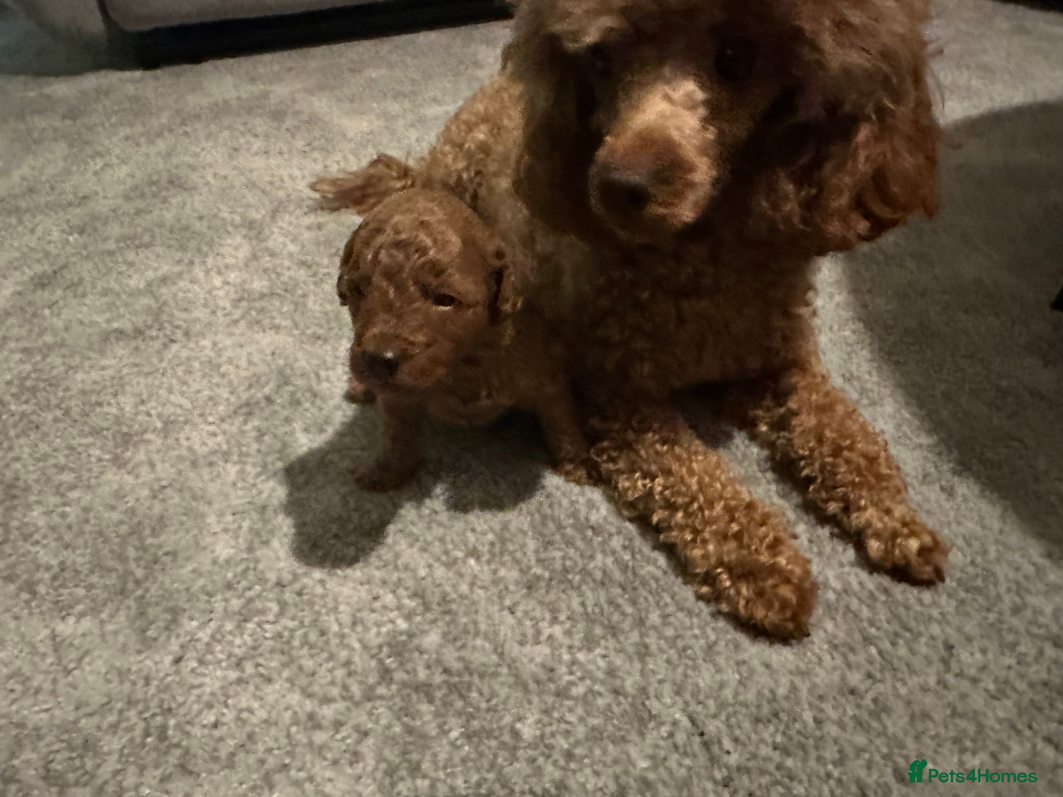 Toy Poodle dogs ONLY 1 BOY LEFT kc registered deep red toy poodle - Advert 1