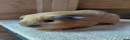 Guinea Pig rodents for sale: Californian guinea pig - Advert 3