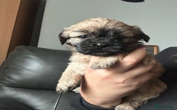 Mixed Breed dogs for sale: Two Shih tzu mix puppies for sale  - Advert 8