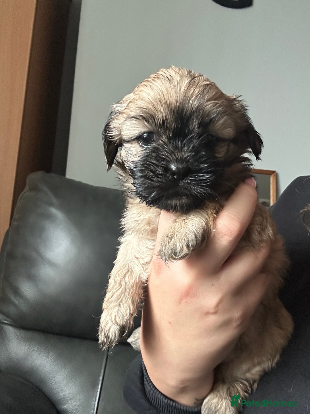 Mixed Breed dogs for sale: Two Shih tzu mix puppies for sale  - Advert 8