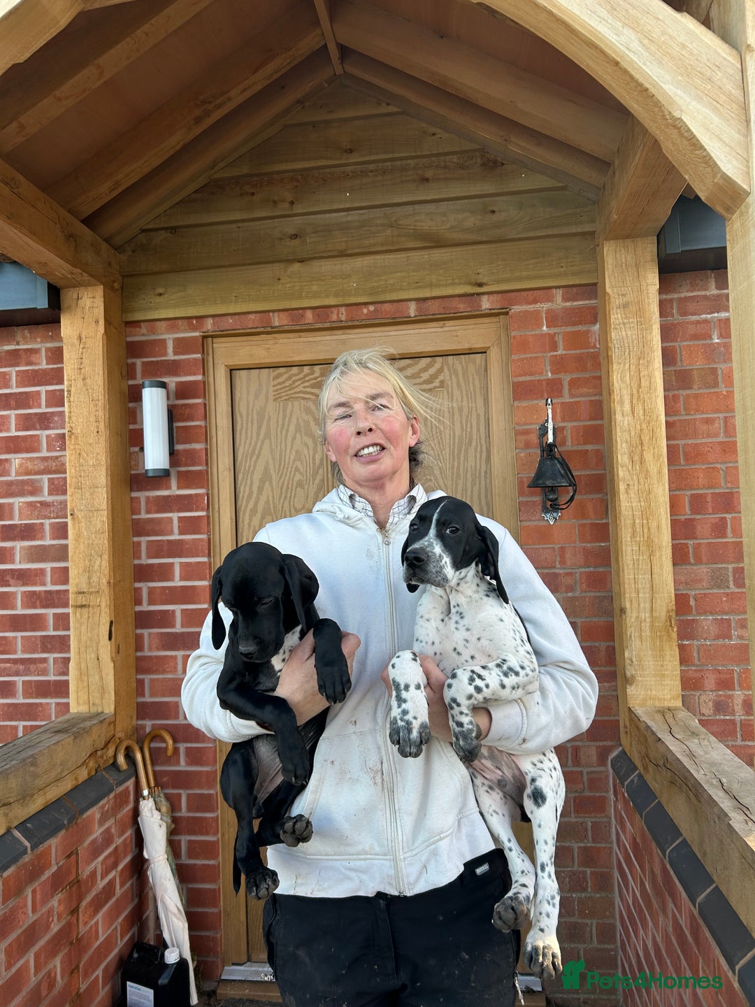 Pointer dogs for sale:  Black bitch available. - Advert 11