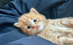 Ragdoll cats for sale: Tabby Ragdoll Kittens ❤️‍🔥 - Advert 8