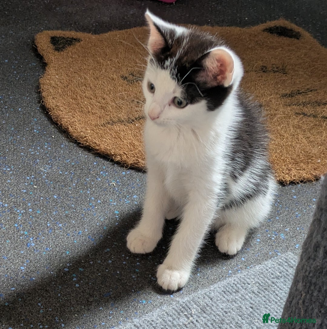 Domestic Shorthair cats for sale: Two Kittens Looking For Their Forever Home £25 - Image 3