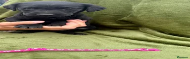 Labrador Retriever 6