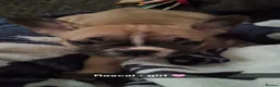 French Bulldog dogs for sale: STUNNING FRENCH BULL DOG PUPS READY NOW - Advert 32
