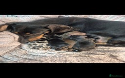 Miniature Dachshund dogs for sale: last dachshund girl - Image 4