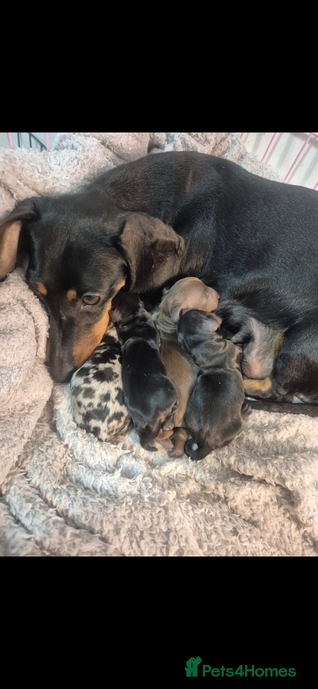 Miniature Dachshund dogs for sale: last dachshund girl - Image 4