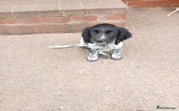 Cocker Spaniel dogs for sale: working type Cocker spaniel puppies available  - Image 10