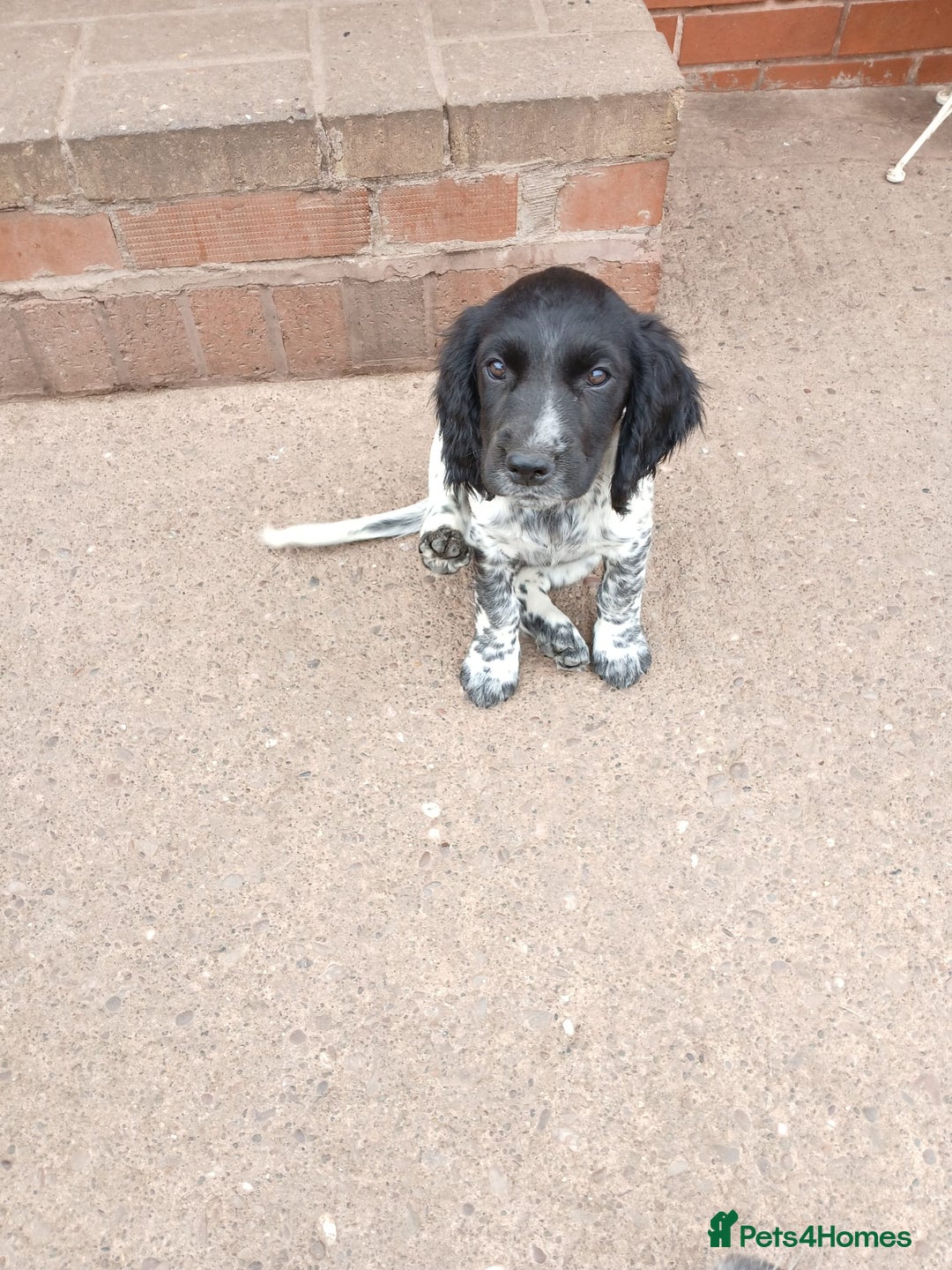 Cocker Spaniel dogs for sale: working type Cocker spaniel puppies available  - Image 10