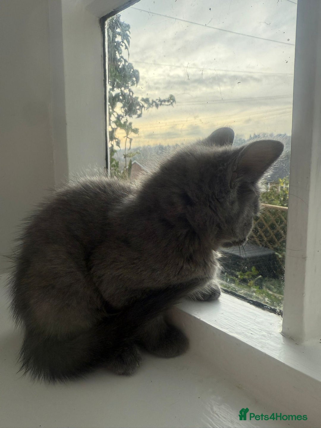 Russian Blue cats for sale: Russian blue kitten  - Advert 2