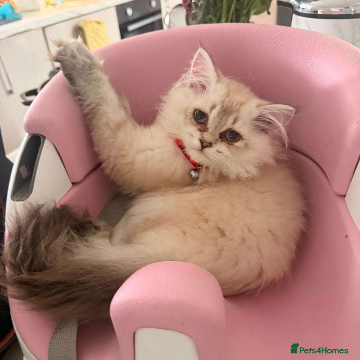 British Longhair cats Beautiful GCCF Registered British Girl  - Advert 15