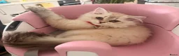 British Longhair cats for sale: Beautiful GCCF Registered British Girl  - Advert 1