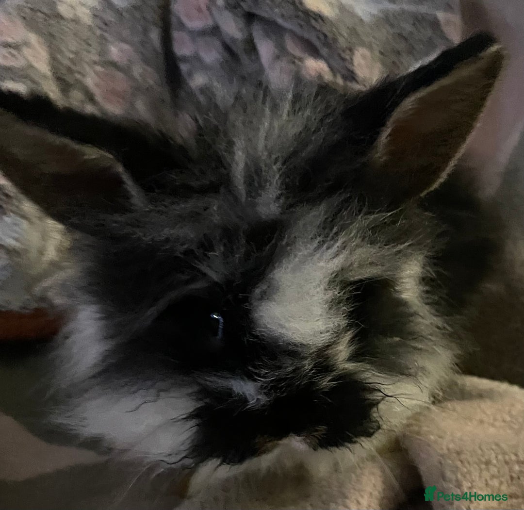 Lionhead rabbits for sale: bunnies - Advert 12