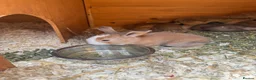 Mixed Breed rabbits for sale: 4x continental giant x French lop bunnies for sale in Sevenoaks - Advert 10