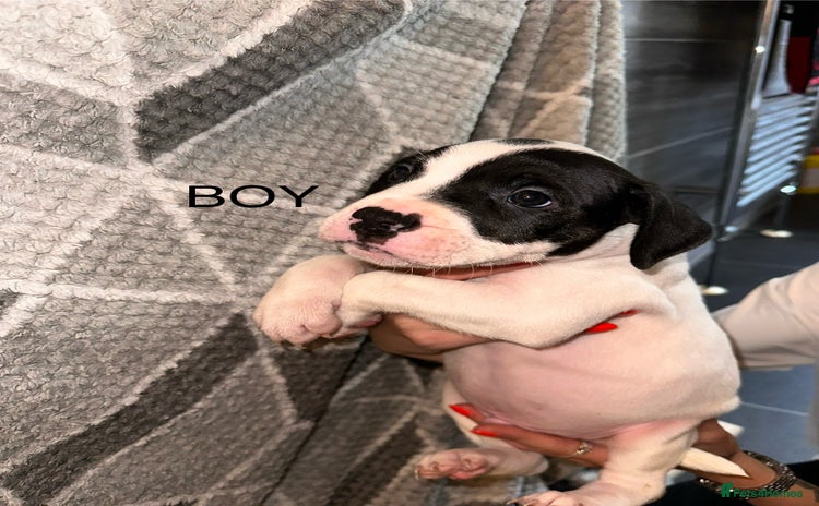 Mixed Breed dogs - Advert 12
