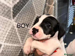 Mixed Breed dogs - Advert 31
