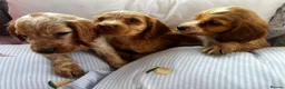 Cocker Spaniel dogs for sale: Show type cocker boys  in Daventry - Advert 6
