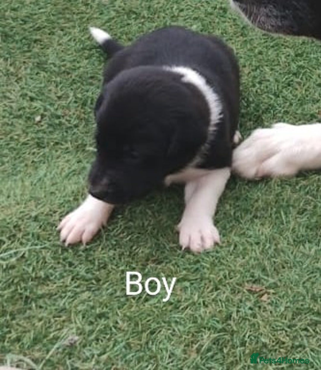 Borador dogs for sale: Beautiful litter of borador pups ready now - Image 6