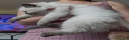 Ragdoll cats for sale: Chunky and Very Fluffy Ragdoll Kittens - Advert 5