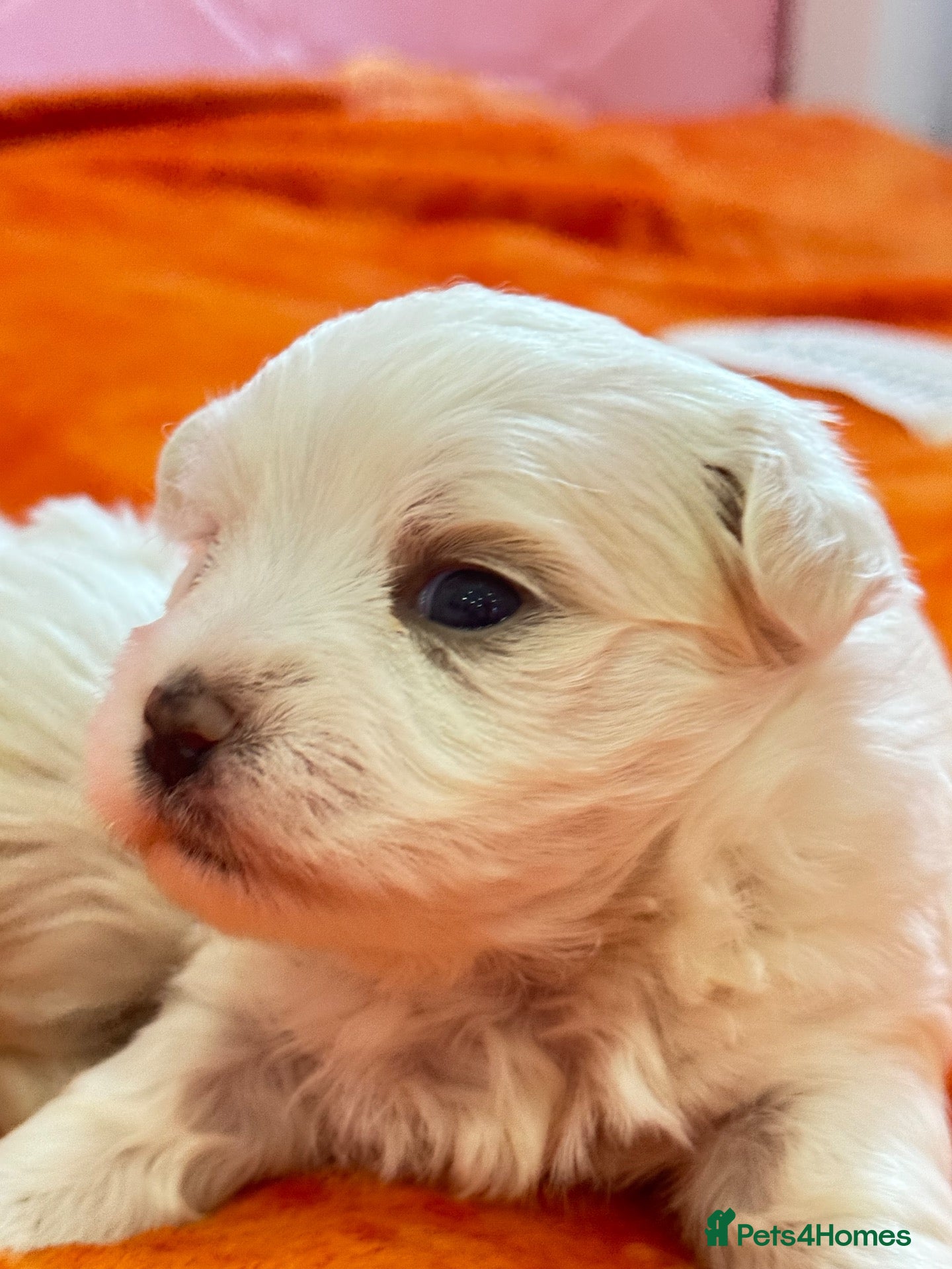 Maltese dogs 🐾💕 ADORABLE TINY PURE MALTESE - RESERVE NOW!  - Advert 1